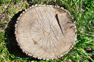 Stump Removal Indianapolis Indiana